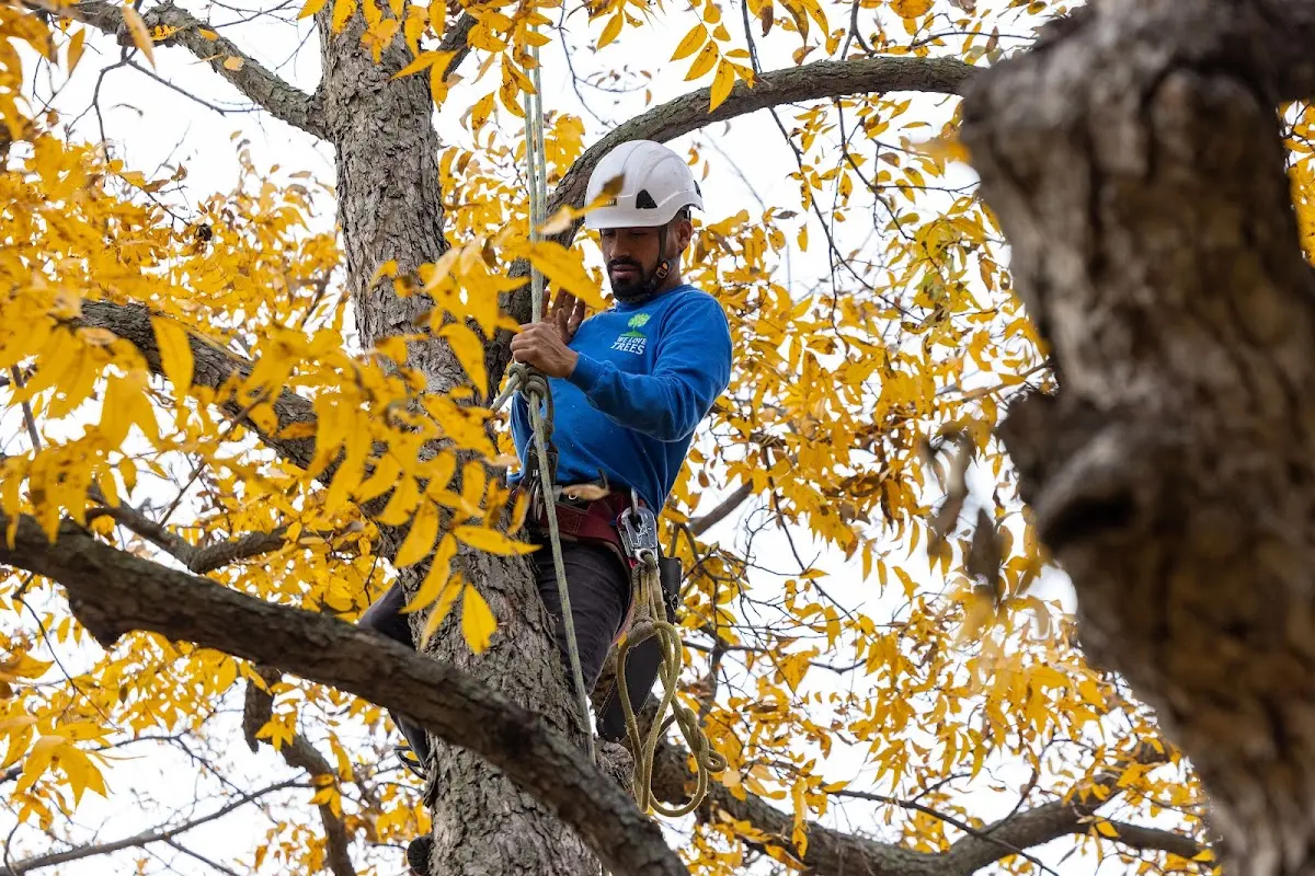 Skilled Tree Pruning crew working in Harpers Ferry